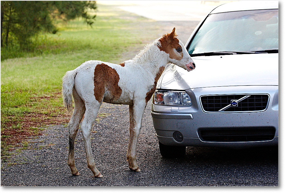 PonyFoal_ChincoNWR_2009May_1D3A0014 copy