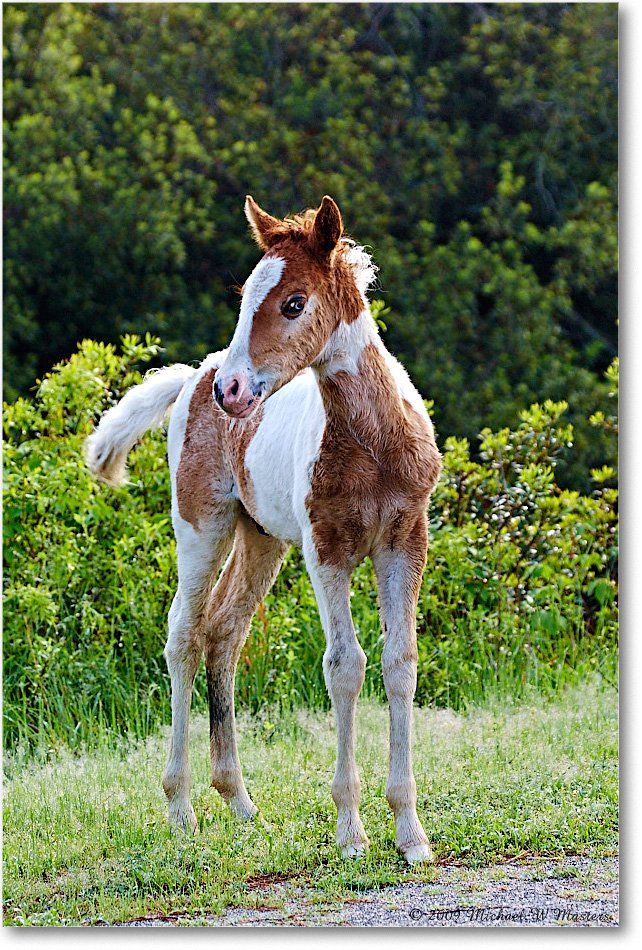 PonyFoal_ChincoNWR_2009May_1D3A0024 copy