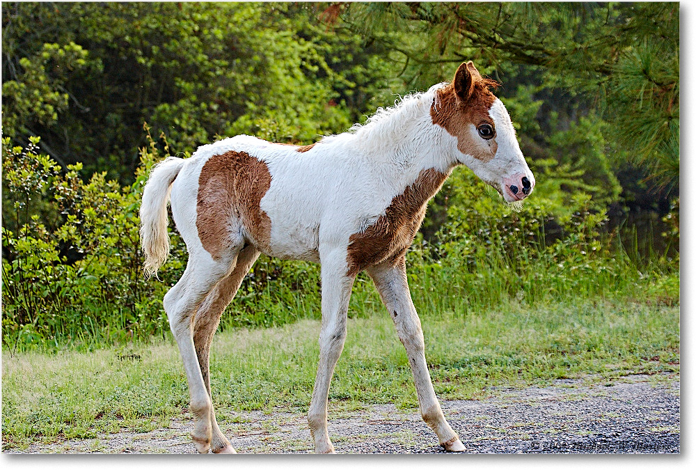 PonyFoal_ChincoNWR_2009May_1D3A0025 copy