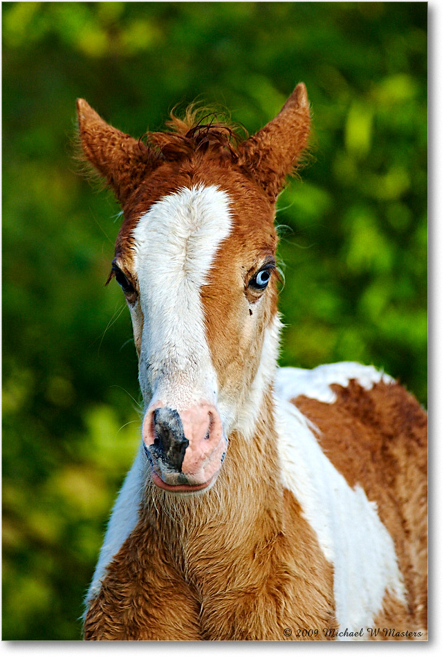 PonyFoal_ChincoNWR_2009May_1D3A0035 copy