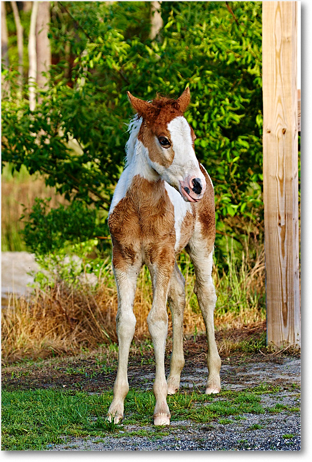 PonyFoal_ChincoNWR_2009May_1D3A0036 copy