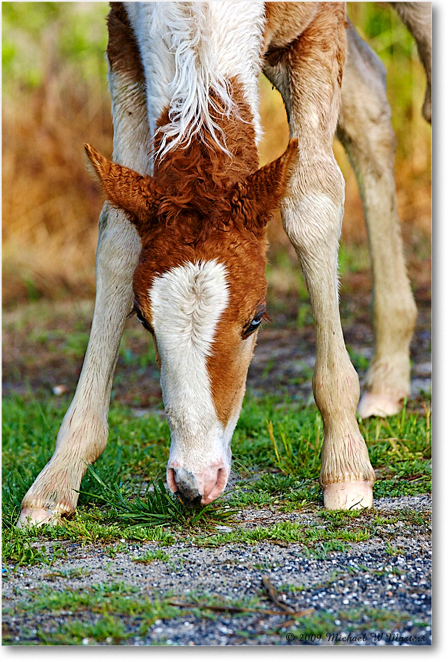 PonyFoal_ChincoNWR_2009May_1D3A0038 copy