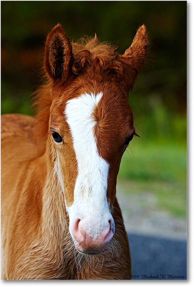 PonyFoal_ChincoNWR_2009May_1D3A0039 copy