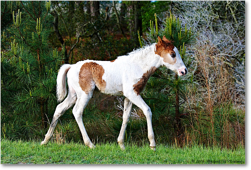 PonyFoal_ChincoNWR_2009May_1D3A0042 copy