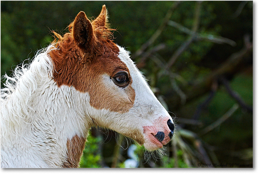 PonyFoal_ChincoNWR_2009May_1D3A0065 copy