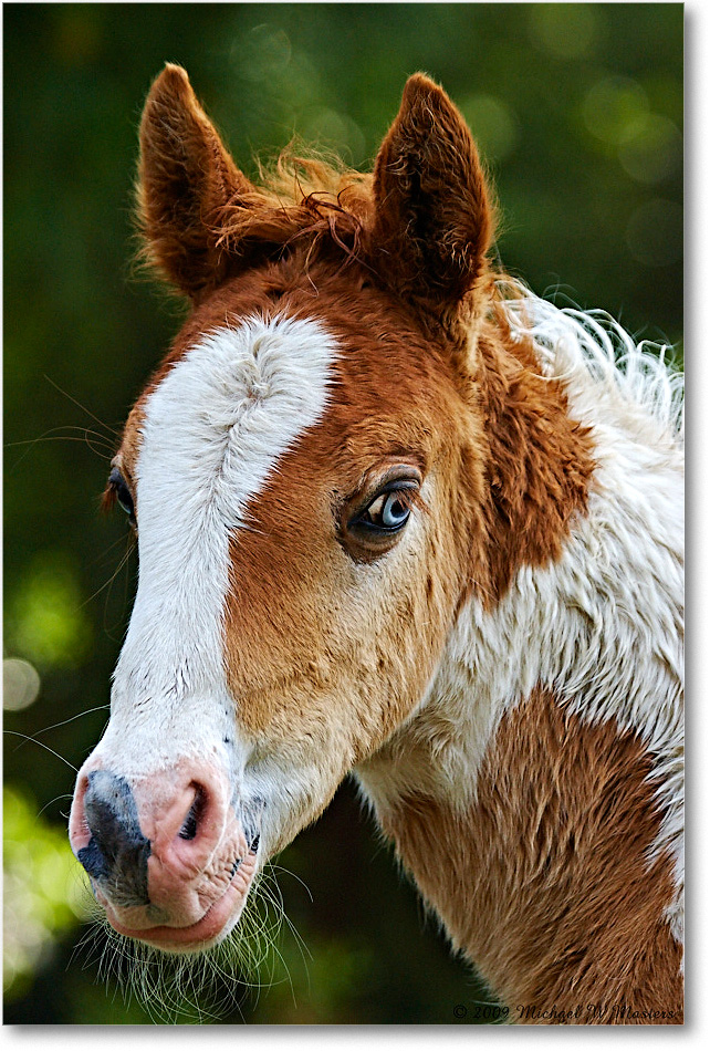 PonyFoal_ChincoNWR_2009May_1D3A0072 copy
