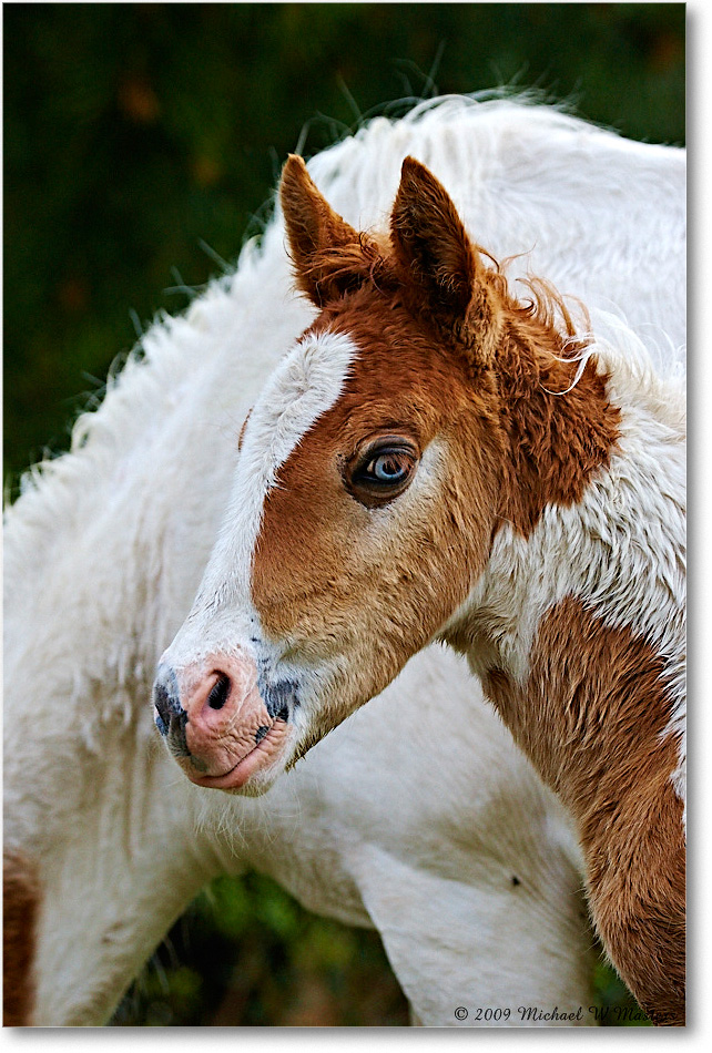 PonyFoal_ChincoNWR_2009May_1D3A0074 copy