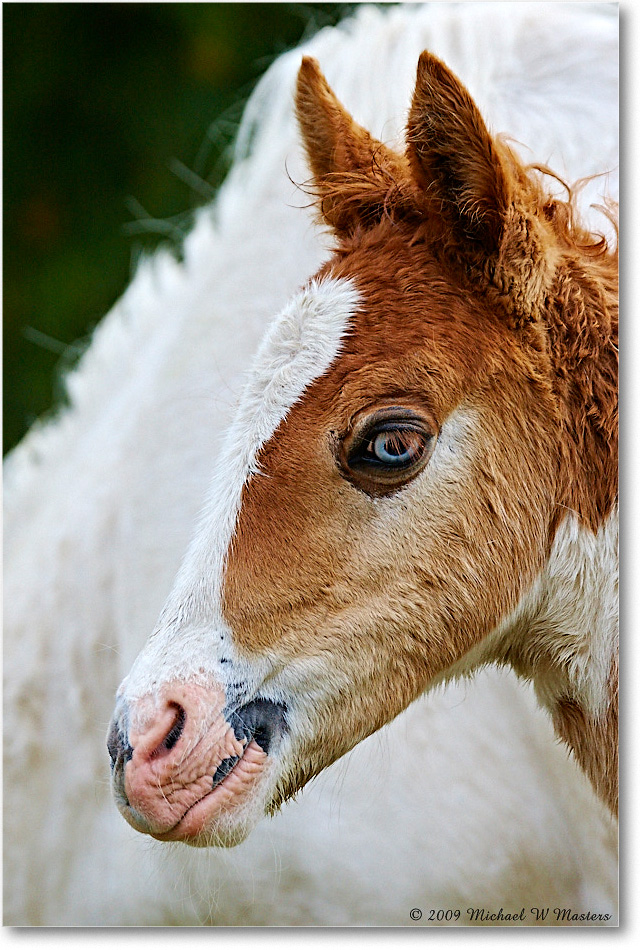 PonyFoal_ChincoNWR_2009May_1D3A0075 copy