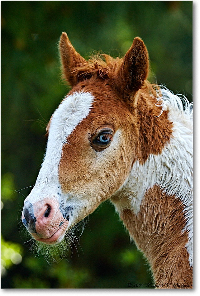 PonyFoal_ChincoNWR_2009May_1D3A0080 copy