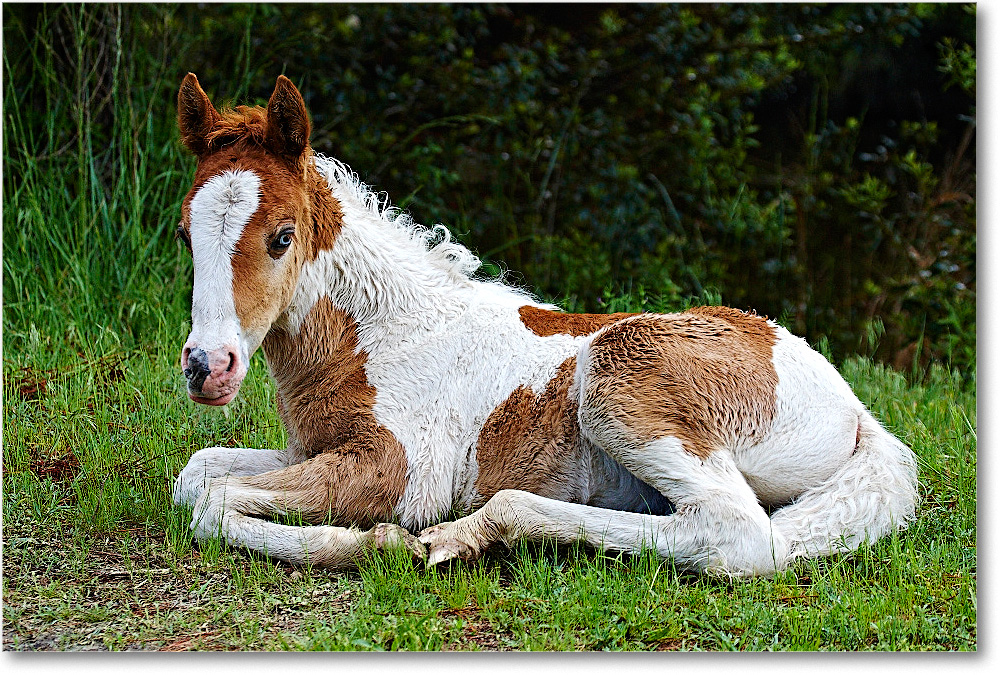 PonyFoal_ChincoNWR_2009May_1D3A0087 copy
