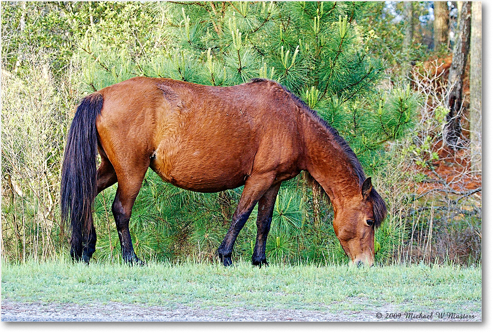 Pony_ChincoNWR_2009May_1D3A0007 copy
