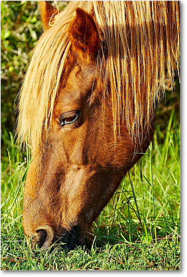 Pony_ChincoNWR_2009May_1D3A0031 copy