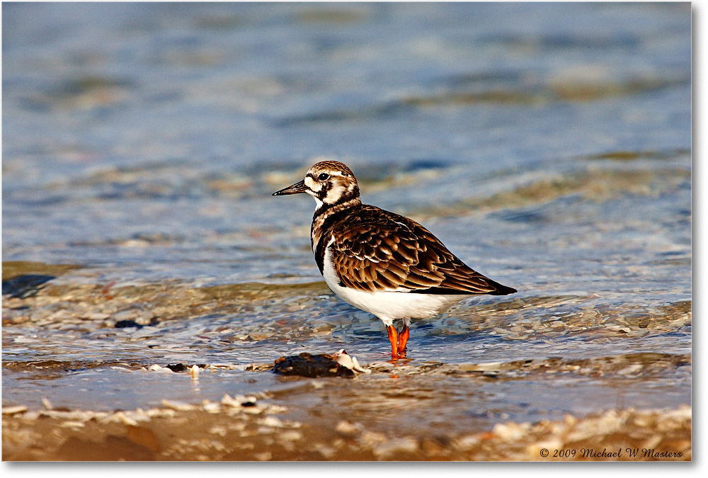 RuddyTurnstone_LittleTomsCove_2009May_1S3A0144 copy
