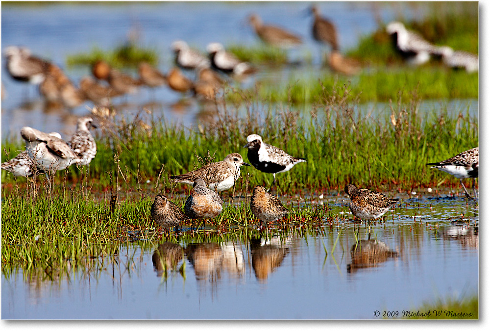 Shorebirds_Assateague_2009May_1S3A0172 copy