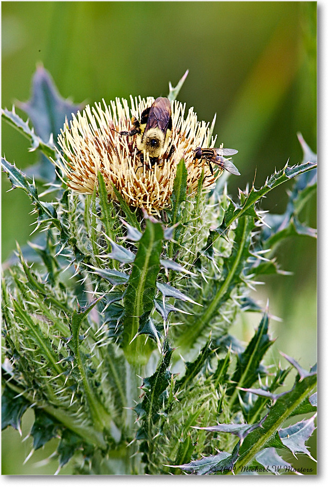 ThistleBloom_ChincoNWR_2009May_1S3A0018 copy