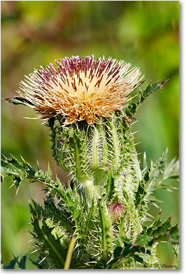 ThistleBloom_ChincoNWR_2009May_1S3A0045 copy