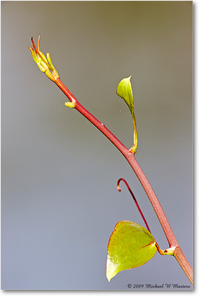 WildVine_ChincoNWR_2009May_1S3A0056 copy