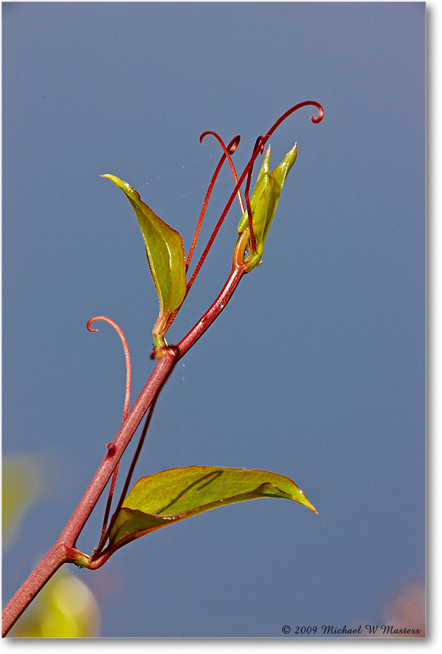 WildVine_ChincoNWR_2009May_1S3A0060 copy