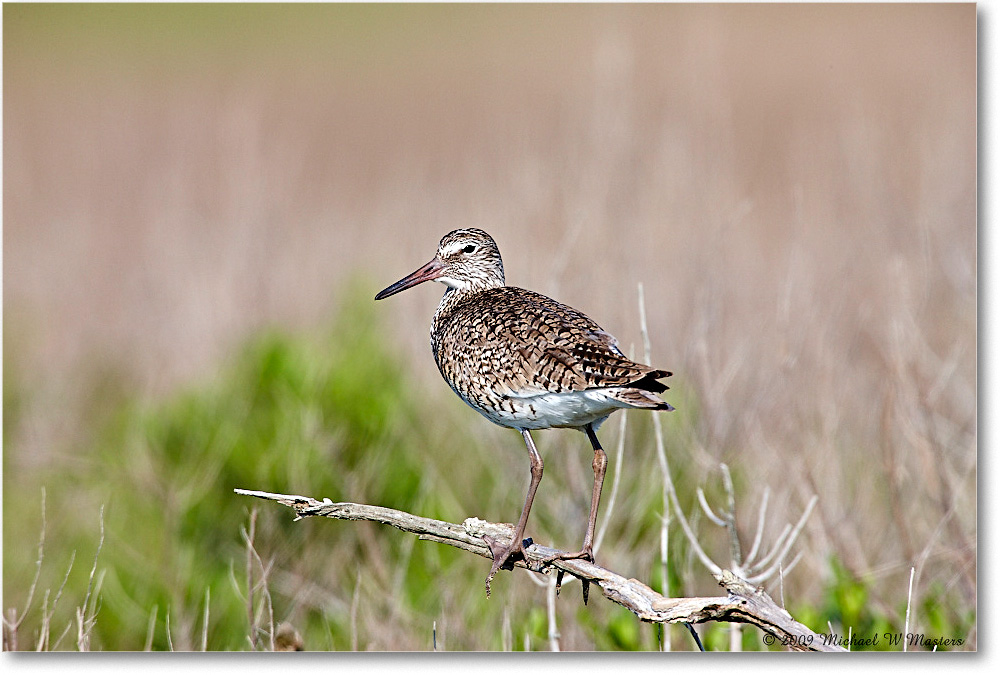 Willet_Assateague_2009May_1S3A0149 copy