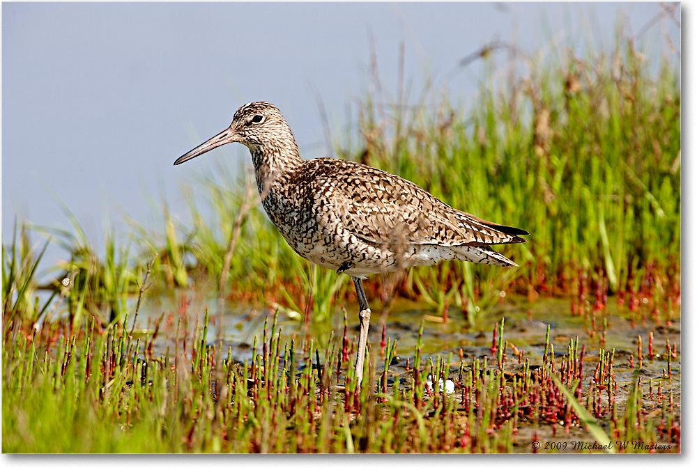 Willet_Assateague_2009May_1S3A0200 copy