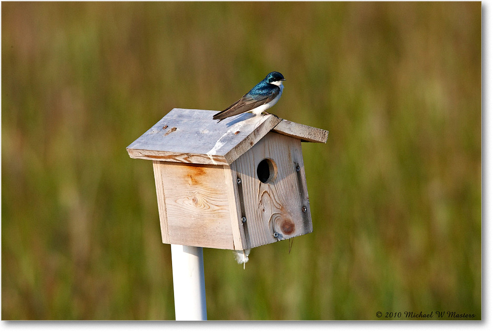 BarnSwallow_ChincoNWR_2010Jun_S3A2070 copy