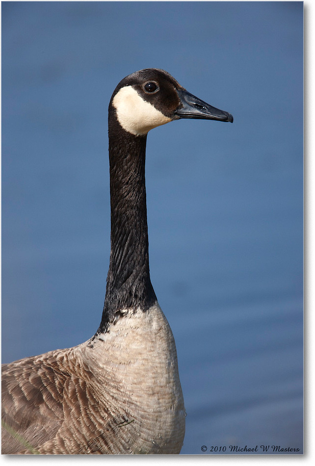 CanadaGoose_ChincoNWR_2010Jun_S3A1678 copy