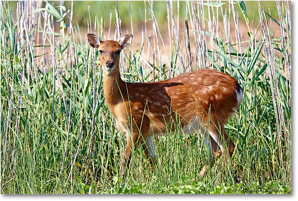 Deer_ChincoNWR_2010Jun_S3A1905 copy
