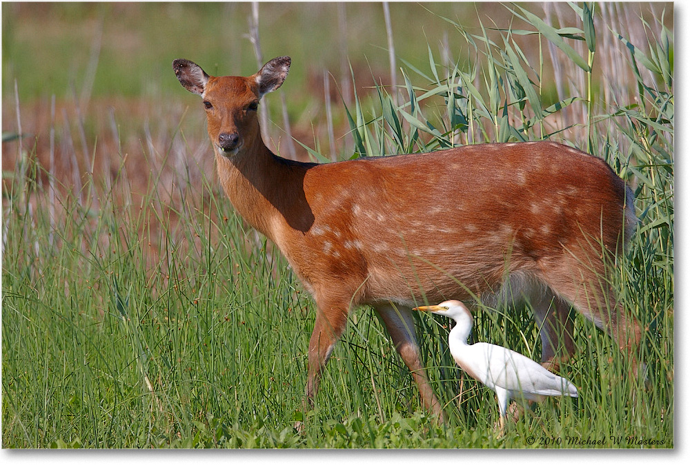 Deer_ChincoNWR_2010Jun_S3A1911 copy