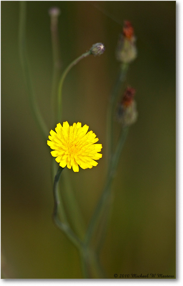 FalseDandelion_ChincoNWR_2010Jun_S3A2104 copy