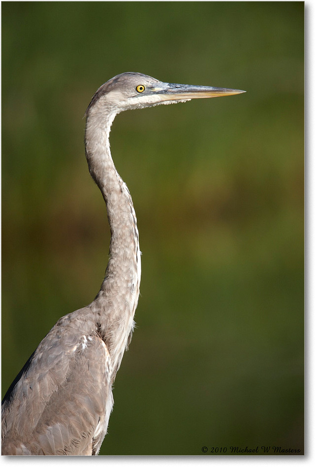 GreatBlueHeron_ChincoNWR_2010Jun_S3A1602 copy