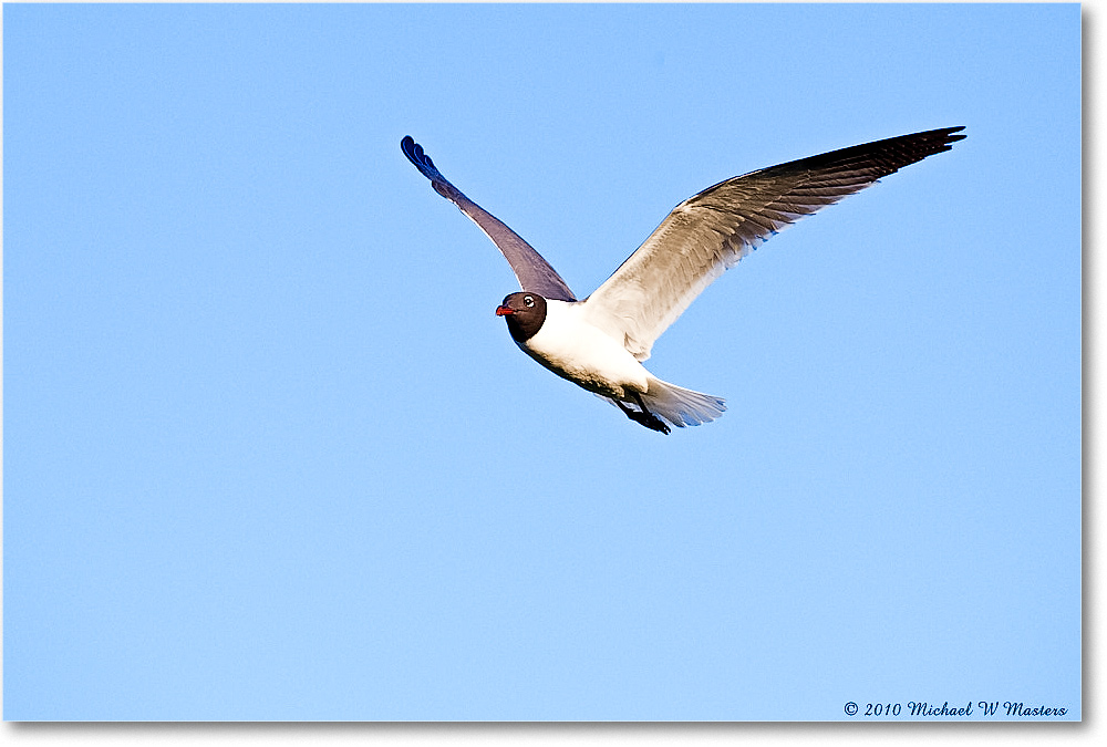 LaughingGull_Assateague_2010Jun_D4A0722 copy