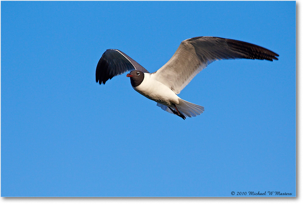 LaughingGull_Assateague_2010Jun_D4A0724 copy