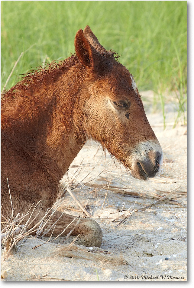Ponies_Assateague_2010Jun_D4A0850 copy