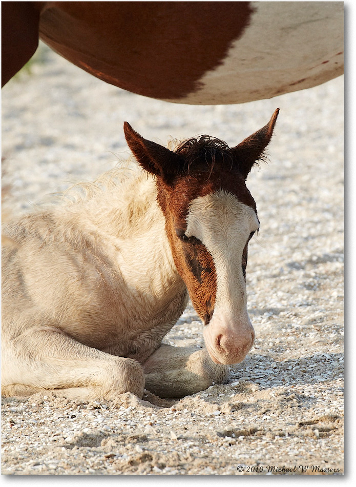 Ponies_Assateague_2010Jun_D4A0857 copy