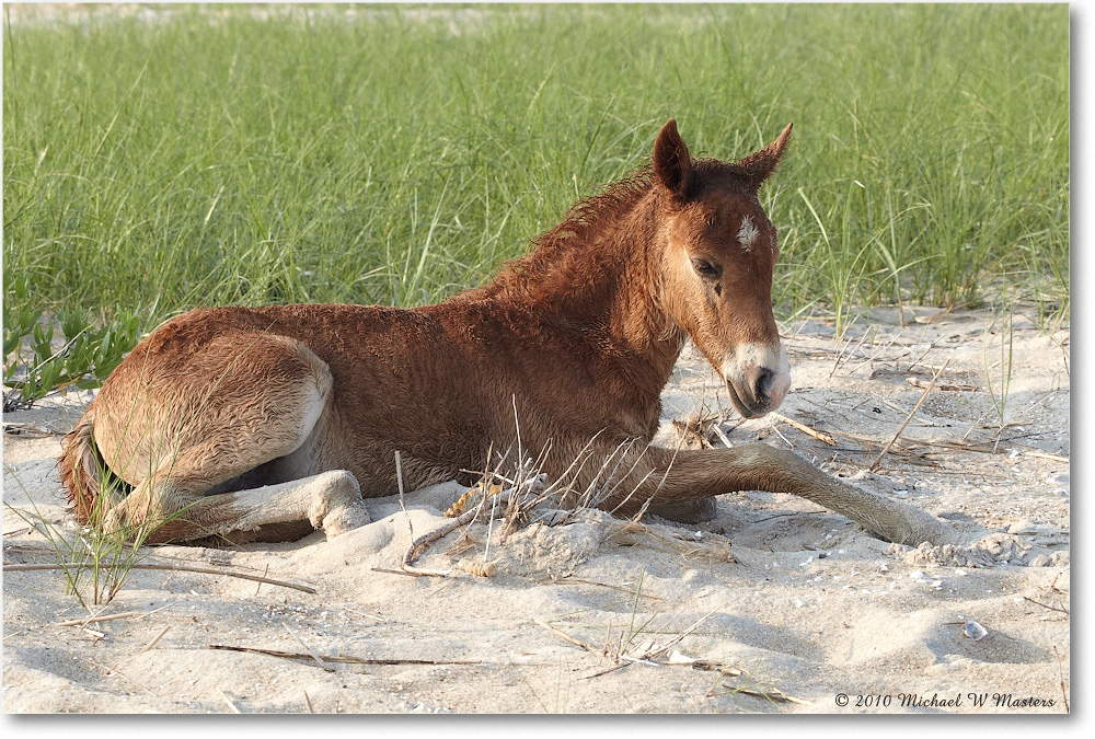 Ponies_Assateague_2010Jun_D4A0866 copy
