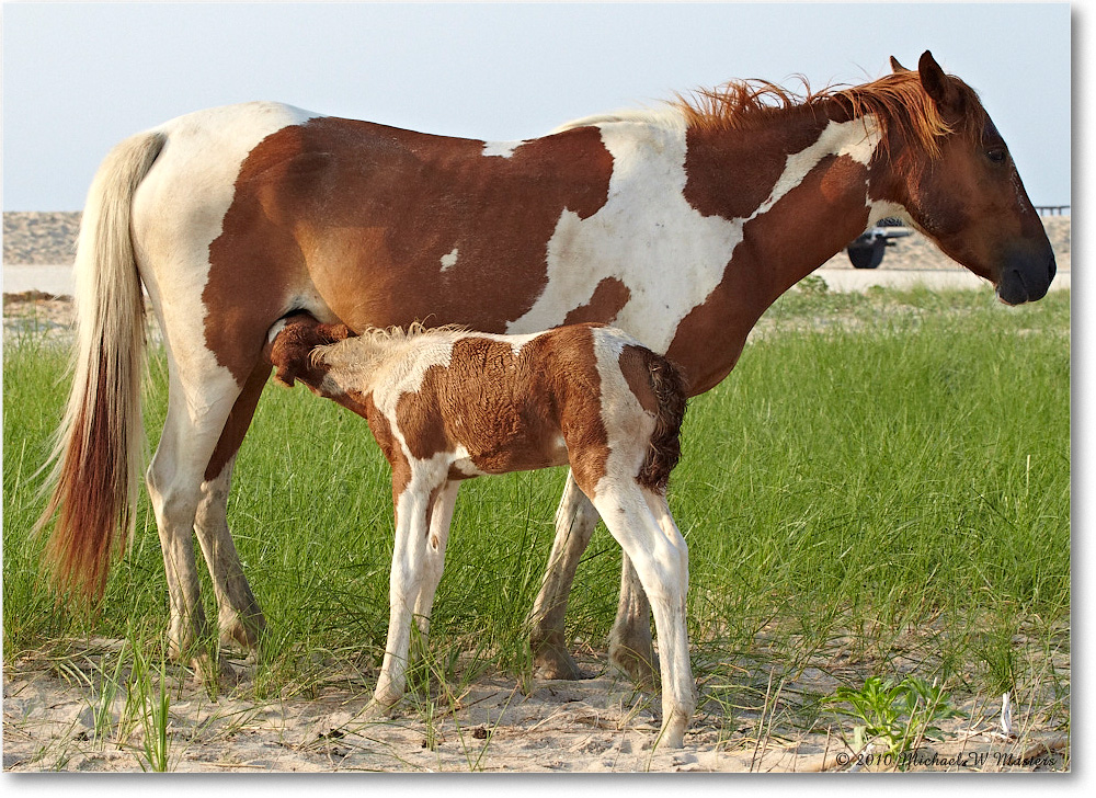 Ponies_Assateague_2010Jun_D4A0867 copy