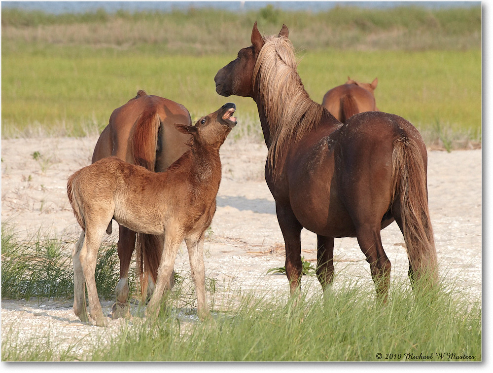 Ponies_Assateague_2010Jun_D4A0871 copy