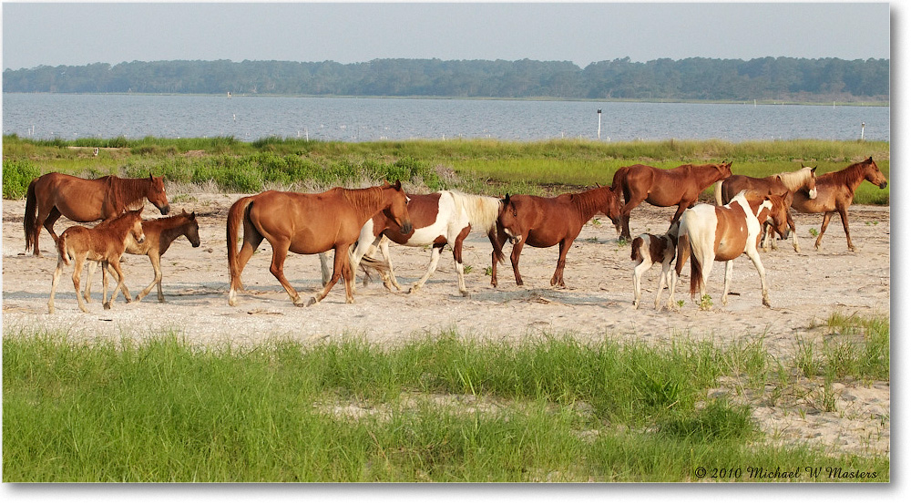 Ponies_Assateague_2010Jun_D4A0874 copy