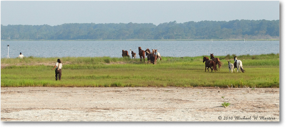 Ponies_Assateague_2010Jun_D4A0877 copy
