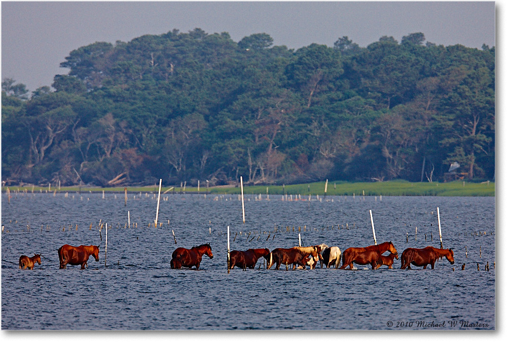 Ponies_LittleTomesCove_2010Jun_S3A2075 copy