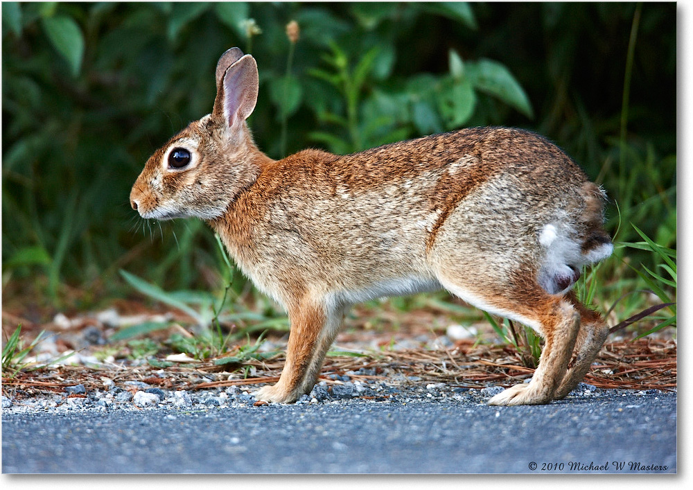 Rabbit_ChincoNWR_2010Jun_S3A1892 copy