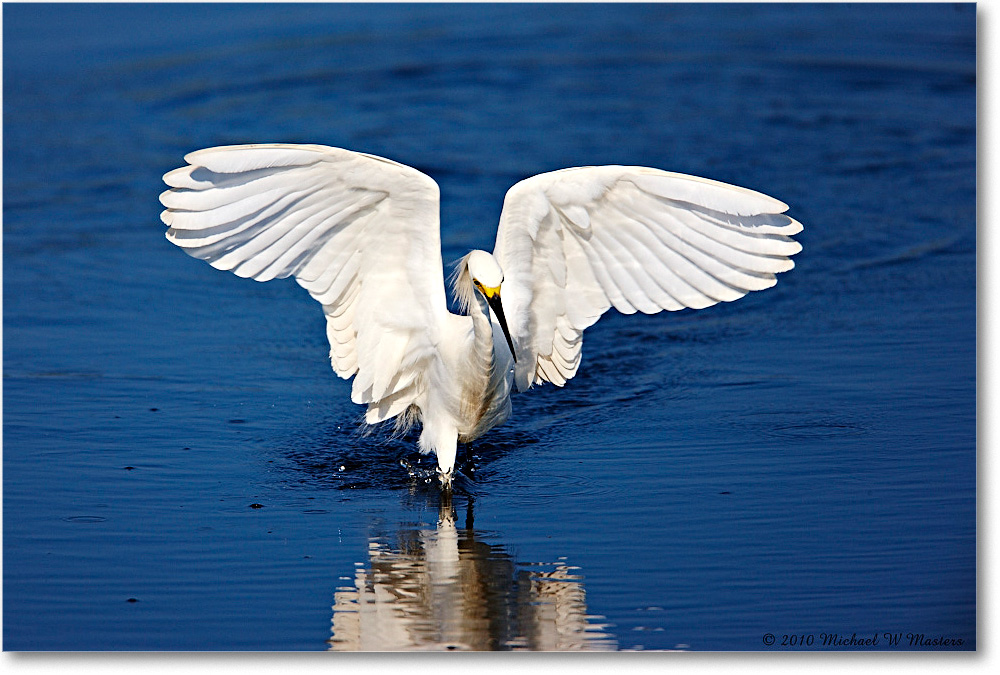 SnowyEgret_ChincoNWR_bdp_2010Jun_S3A1739 copy