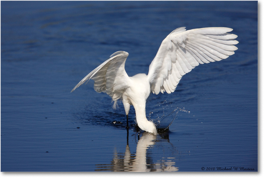 SnowyEgret_ChincoNWR_bdp_2010Jun_S3A1740 copy