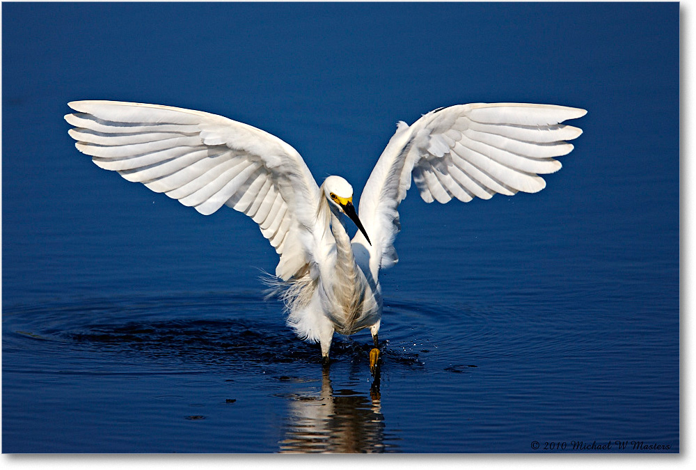 SnowyEgret_ChincoNWR_bdp_2010Jun_S3A1746 copy
