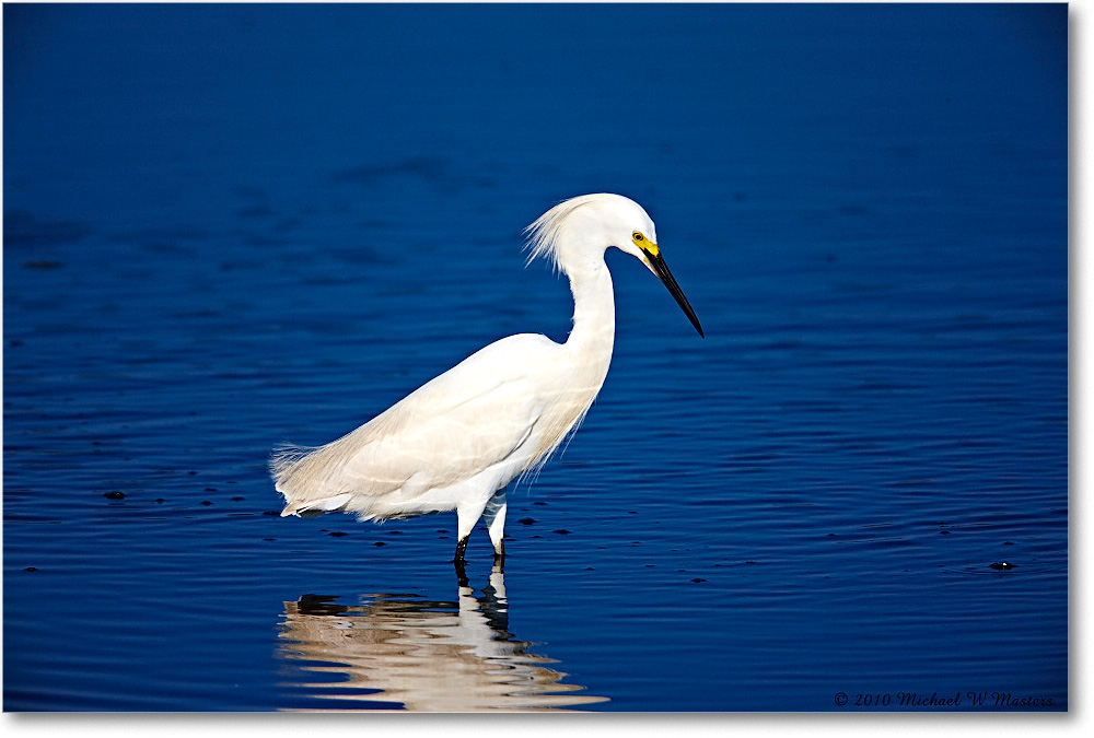 SnowyEgret_ChincoNWR_bdp_2010Jun_S3A1781 copy