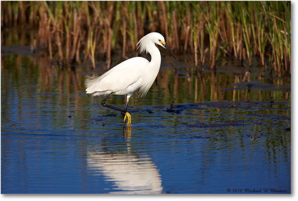 SnowyEgret_ChincoNWR_bdp_2010Jun_S3A1792 copy