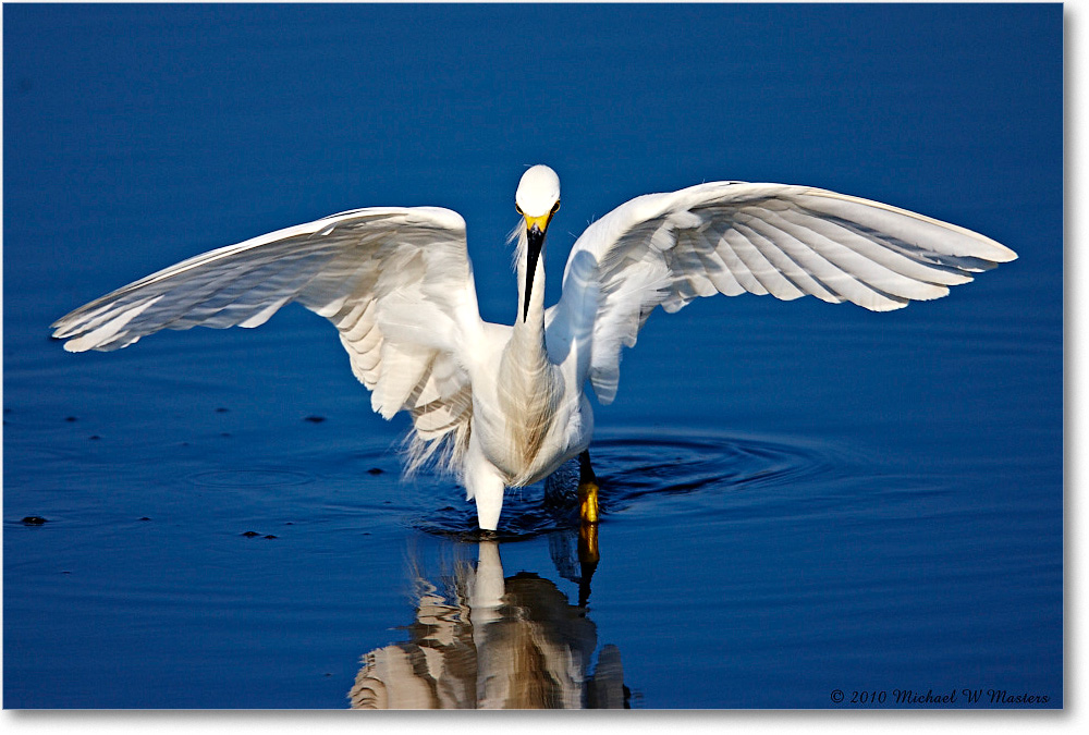 SnowyEgret_ChincoNWR_bdp_2010Jun_S3A1816 copy