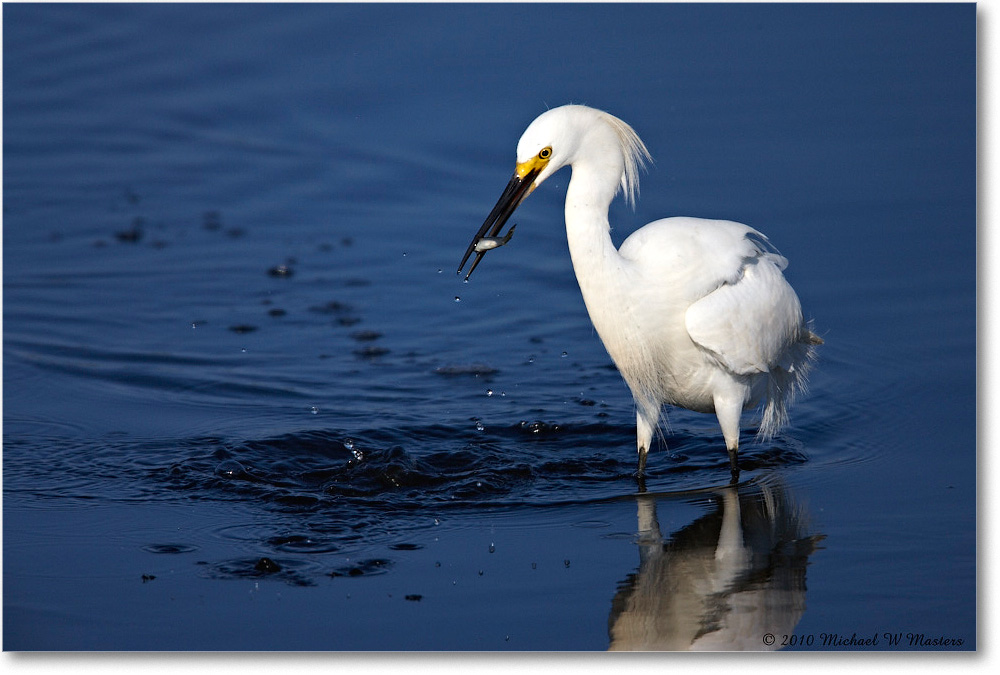 SnowyEgret_ChincoNWR_bdp_2010Jun_S3A1836 copy