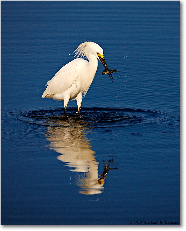 SnowyEgret_ChincoNWR_bdp_2010Jun_S3A1986 copy