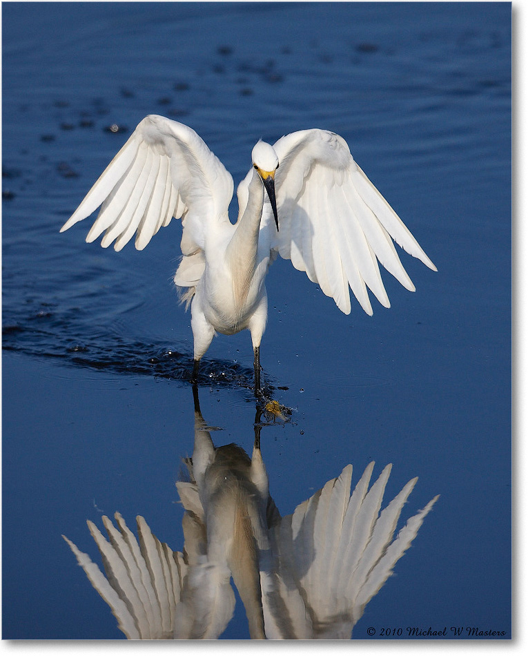 SnowyEgret_ChincoNWR_bdp_2010Jun_S3A2001 copy